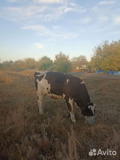 Бык на племя