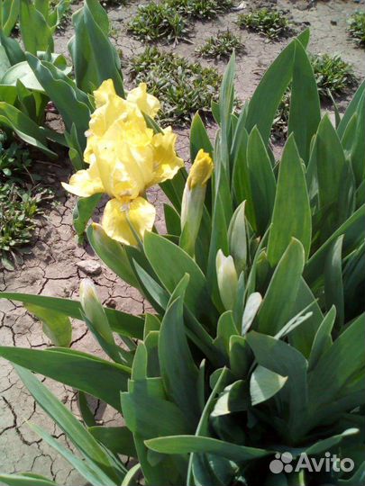 Многолетние растения