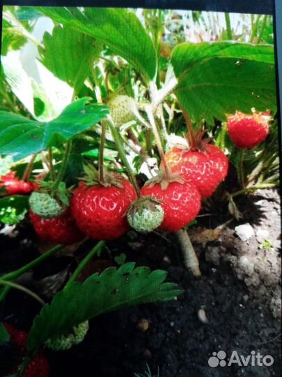 Клубника, рассада