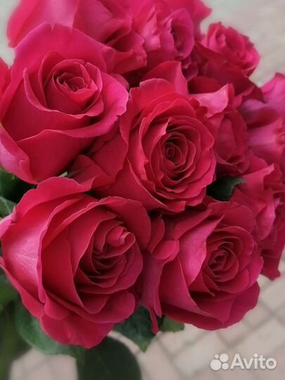 Розы эквадор