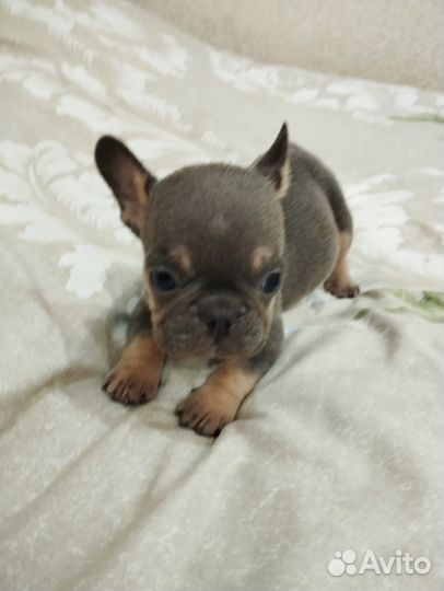 Французский бульдог