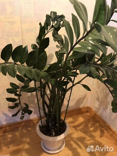 Замиокулькас