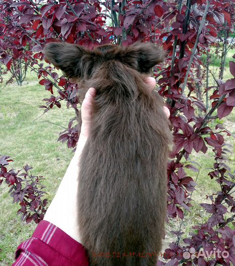 Щенки чихуахуа мальчики