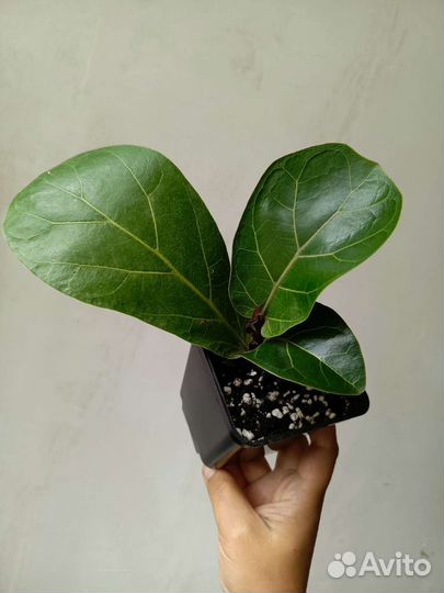 Комнатные растения Фикус лирата