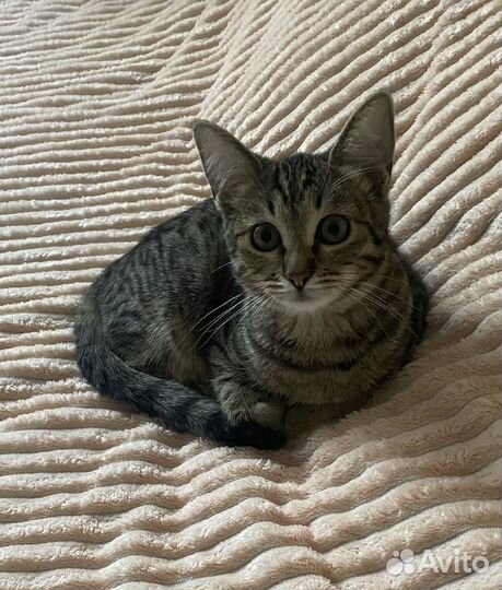 Котенок в добрые руки