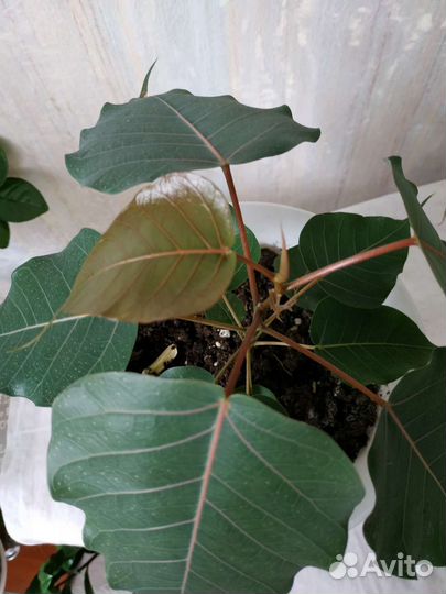 Фикусы,кактусы, суккуленты