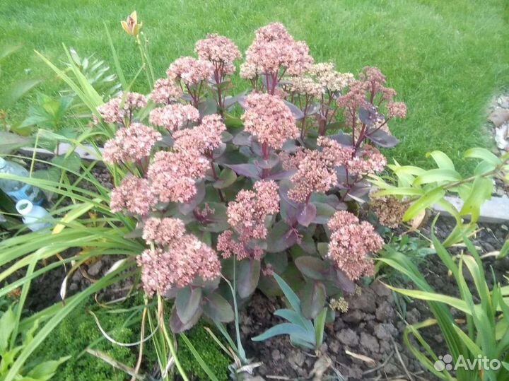 Многолетники