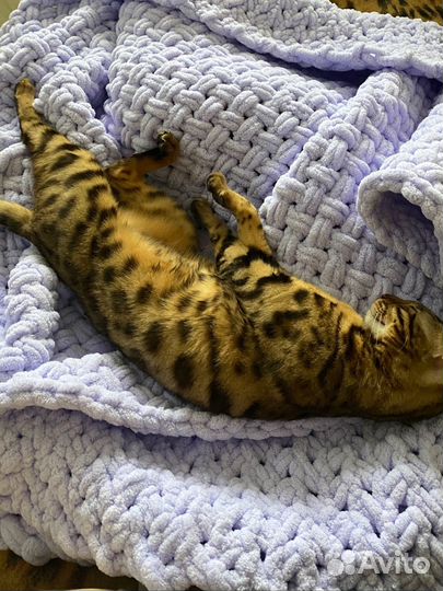 Бенгальская кошка