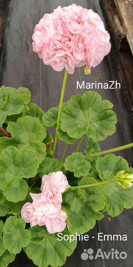 Пеларгония сортовая