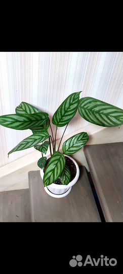 Ктенанта оппенгейма