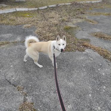 Западносибирская лайка, взрослый пёс