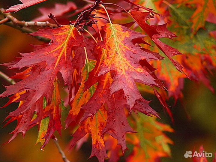 Дуб красный саженцы