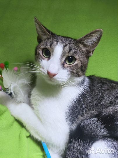 Котик в добрые руки к любимому хозяину