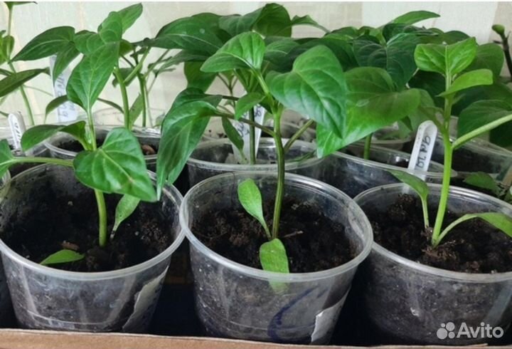 Рассада томатов, черри, перца