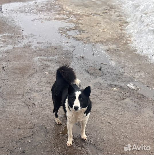 Лайка в добрые руки
