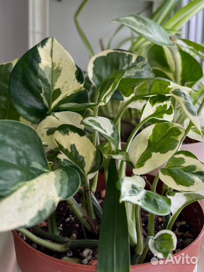 Грунт для комнатных растений