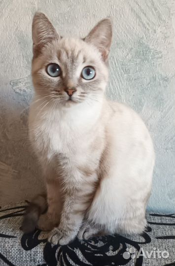 Котята отдам в добрые руки бесплатно