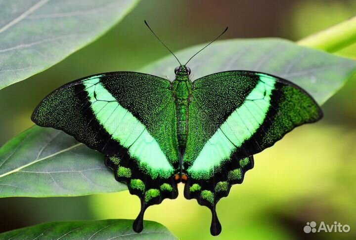 Живые Экзотические Бабочки т/б-50