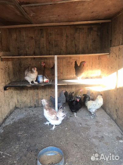 Курочки несушки