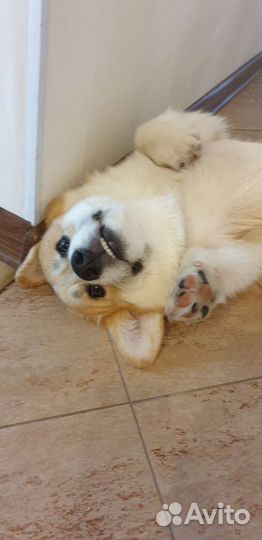 Выгул собак/няня для собаки / передержка