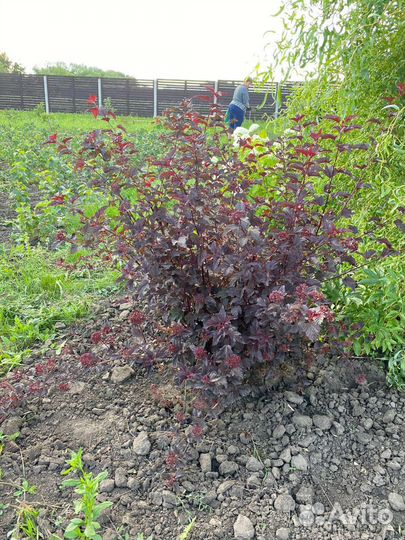 Саженцы пузыреплодника