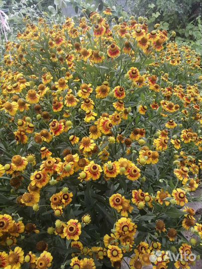 Гвоздика, тысячелистник декоративный