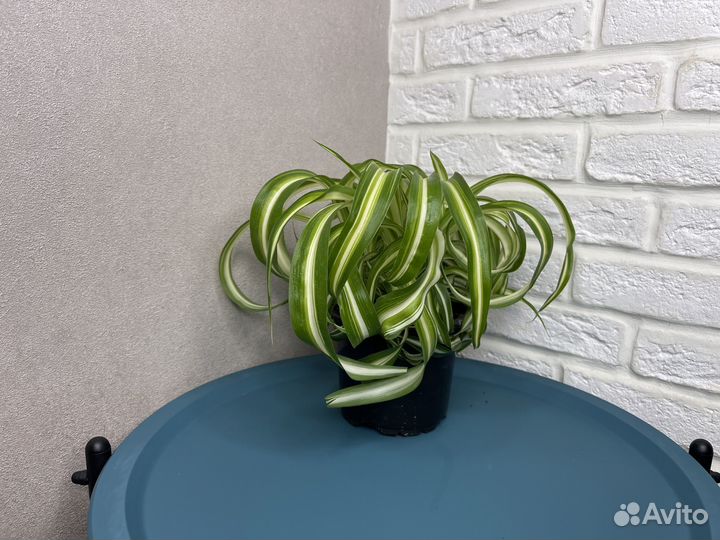 Хлорофитум хохлатый комнатеые цветы