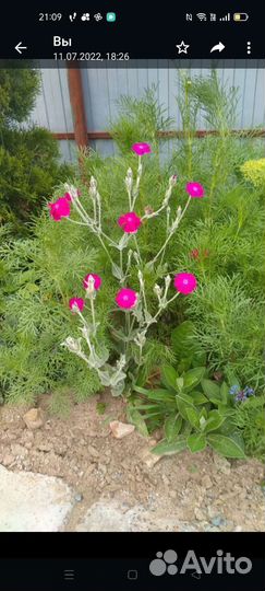 Лихнис корончатый многолетка