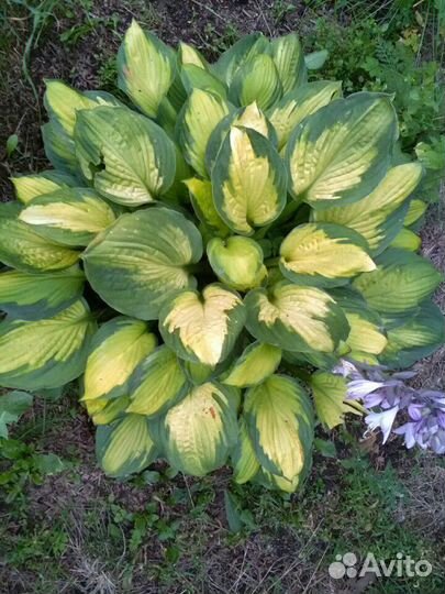 Саженцы голубой ели