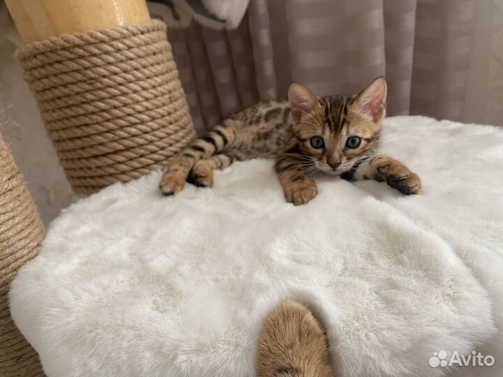 Бенгальский котенок мальчик