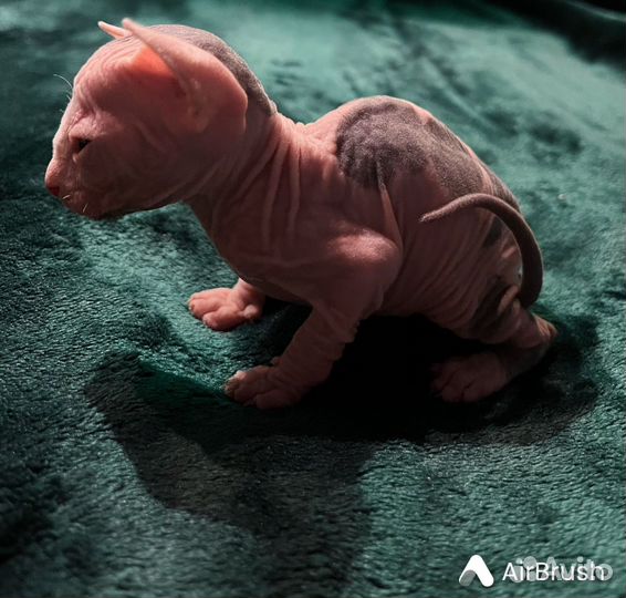 Котята сфинкс