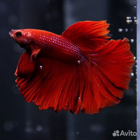 Петушок Халф Мун Красный