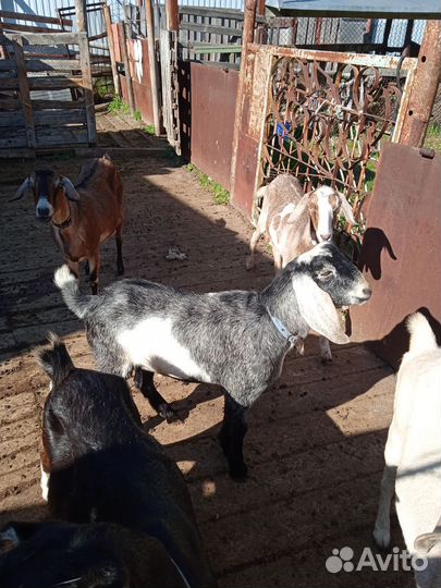 75% нубийской породы + битал