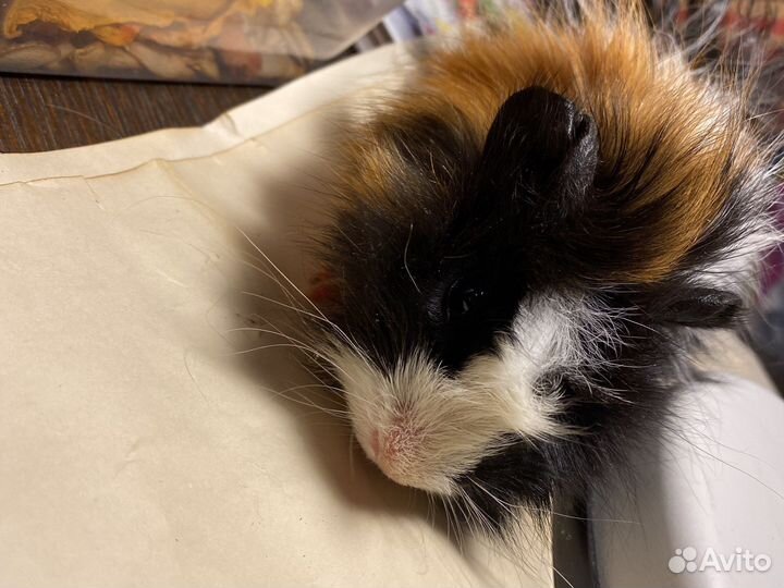 Морские свинки