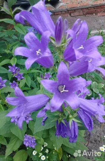 Растения для сада