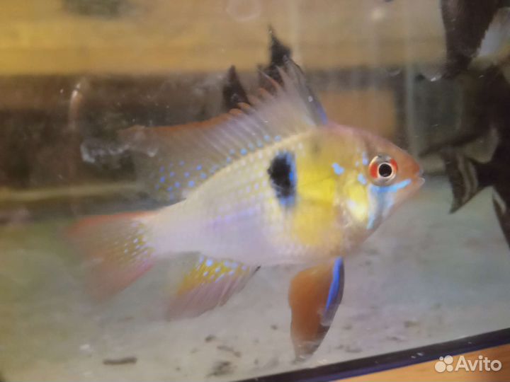 Аквариумные рыбки