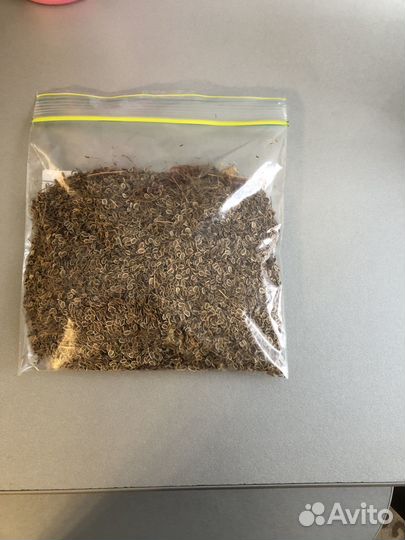 Семена укропа