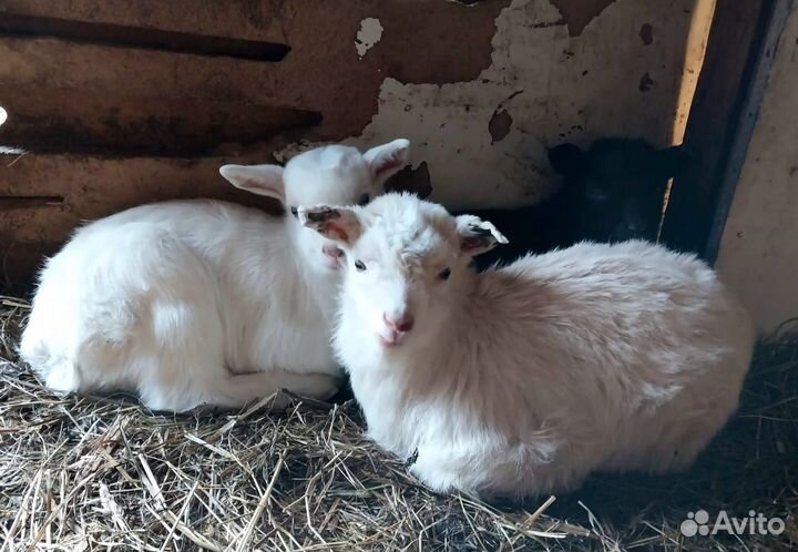 Козлята помесь чешской и зааненской породы