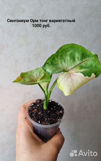 Растения разные