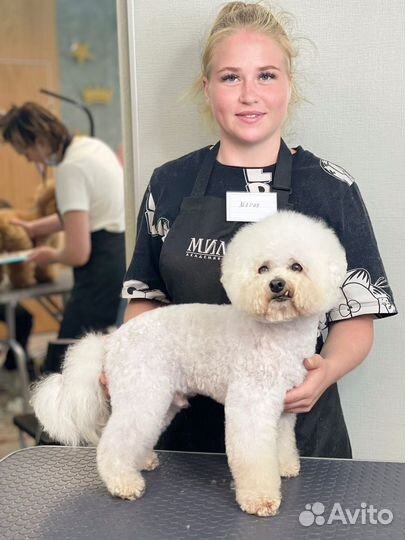 Услуги грумера