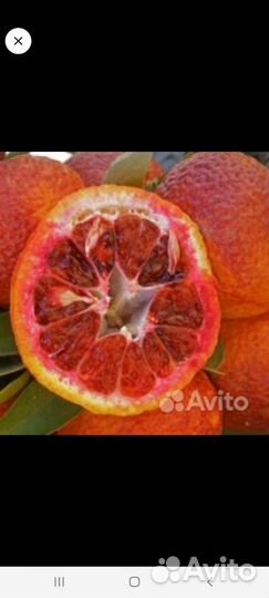 Цитрусы (саженцы)