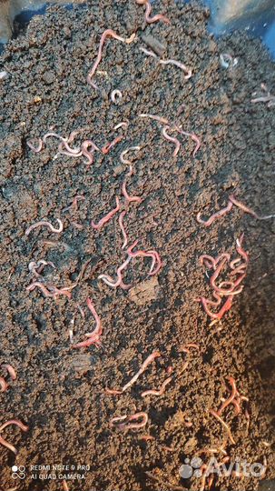 Дождевые черви