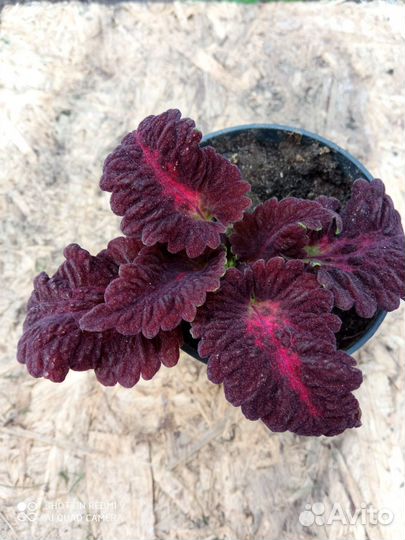 Колеусы укорененные