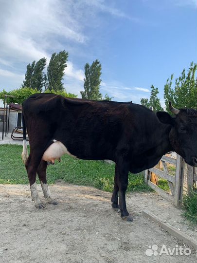 Корова дойная с теленком