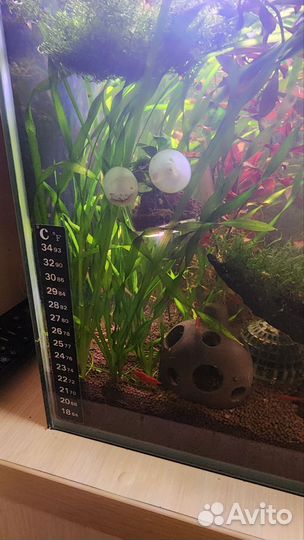 Ряска, валлиснерия, яванский мох