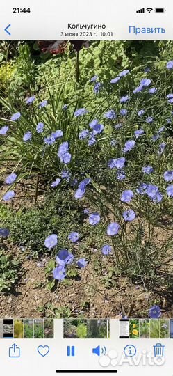 Лён многолетний