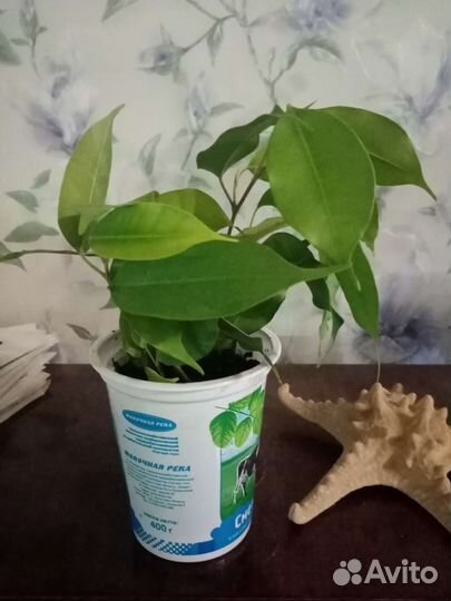 Фикус Бенджамина