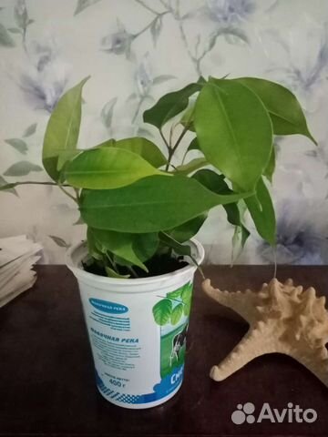 Фикус Бенджамина