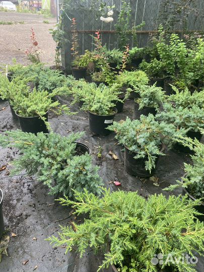 Можжевельник в ассортименте