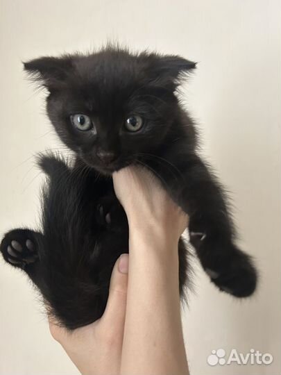 Котенок в добрые руки бесплатно